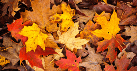 AUTUNNO