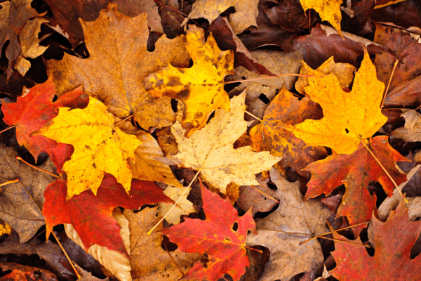 AUTUNNO